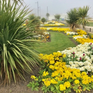 2019 03 HERNE BAY - Mars s' habille de jaune sur la Baie 4 - Catherine Francis-Yeats