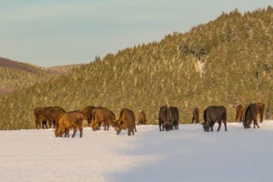 2019 01 Les bisons 1 -  Hans Georg Bette 