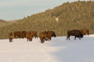 2019 01 Les bisons 2 -  Hans Georg Bette