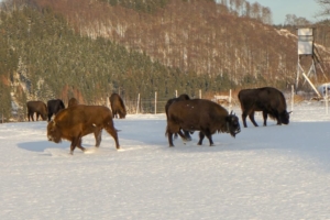 2019 01 Les bisons 3 -  Hans Georg Bette