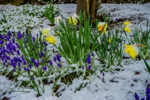 2019 03 Dernière neige avant le printemps à Schmallenberg (1)-  Hans Georg Bette