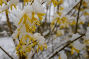 2019 03 Dernière neige avant le printemps à Schmallenberg (2)-  Hans Georg Bette