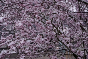 2019 03 Dernière neige avant le printemps à Schmallenberg (3)-  Hans Georg Bette