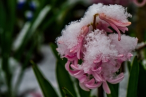 2019 03 Dernière neige avant le printemps à Schmallenberg (4)-  Hans Georg Bette