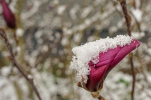 2019 03 Dernière neige avant le printemps à Schmallenberg (5)-  Hans Georg Bette