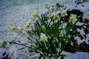2019 03 Dernière neige avant le printemps à Schmallenberg (6)-  Hans Georg Bette