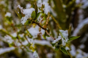 2019 03 Dernière neige avant le printemps à Schmallenberg (7)-  Hans Georg Bette