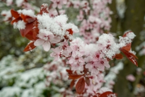 2019 03 Dernière neige avant le printemps à Schmallenberg -  Hans Georg Bette