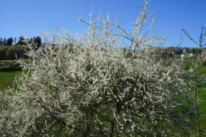 2019 04 C'est le Printemps à Schmallenberg (4) -  Hans Georg Bette