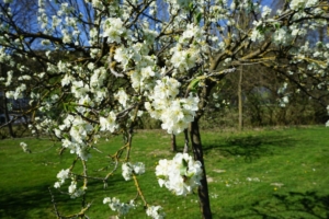 2019 04 C'est le Printemps à Schmallenberg (6)-  Hans Georg Bette