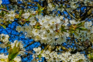 2019 04 C'est le Printemps à Schmallenberg (7)-  Hans Georg Bette