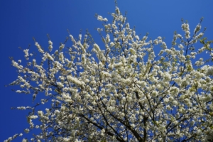 2019 04 C'est le Printemps à Schmallenberg (5)-  Hans Georg Bette